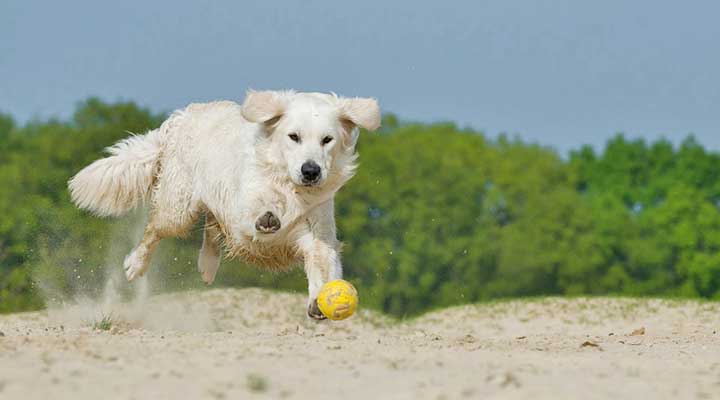 Spielen mit Hund