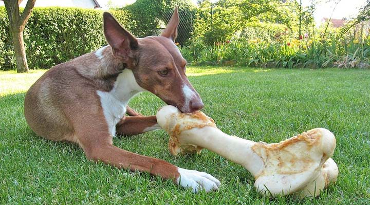 Frischfutter für Hunde, eine gesunde Alternative