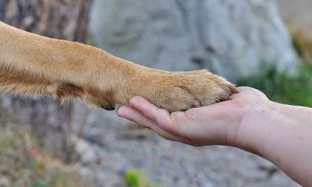 Elektrischer Krallenschleifer für Hunde